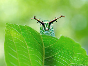 エノキの葉にいたアカボシゴマダラ幼虫 