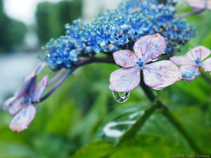 雨に濡れたガクアジサイの花