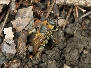 穴から這い出すキンケハラナガツチバチ