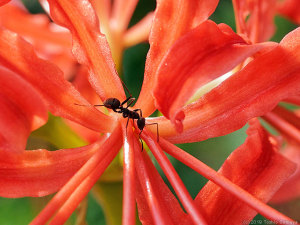 ヒガンバナの花にいたアリ