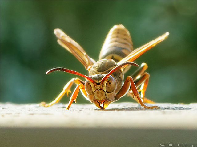 キアシナガバチの不思議な行動