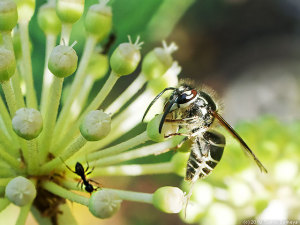 ヤツデの花で吸蜜するハチとアリ