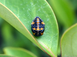 ナナホシテントウの蛹