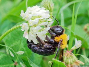シロツメクサで吸蜜するクマバチ