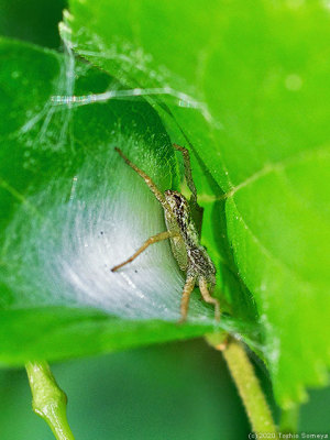 卵のうを抱きかかえる母蜘蛛
