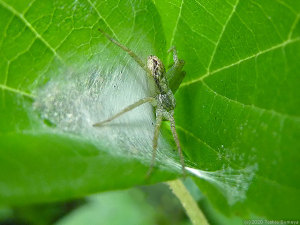 卵のうを護り続ける母蜘蛛