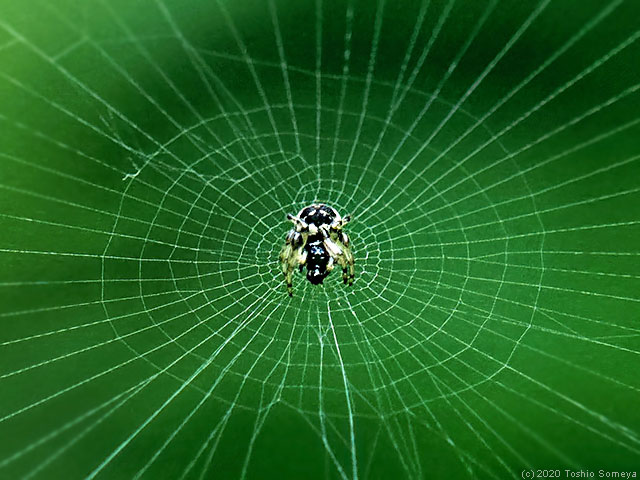 精緻な網の中央に止まる小さな蜘蛛
