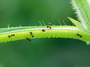 茎に群がるアリ集団