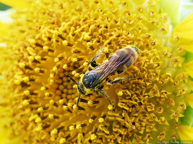 ヒマワリの花芯に張り付くハチ