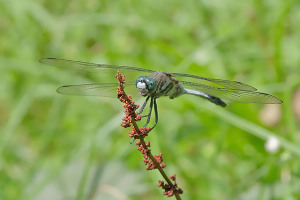やる気喪失の筈 やる気喪失の筈