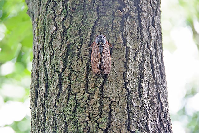 セミは夜に鳴く・・