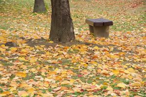 ハラハラと散る・・