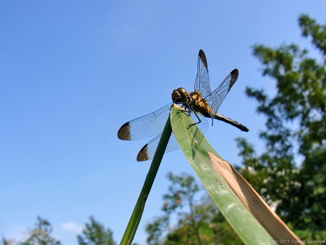 10/9撮影のノシメトンボ