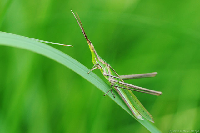 バリエーション・バッタ