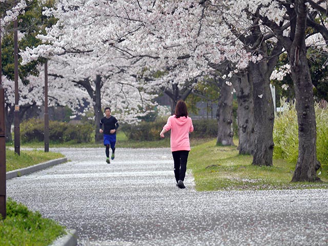 樹上は終盤、地表は・・