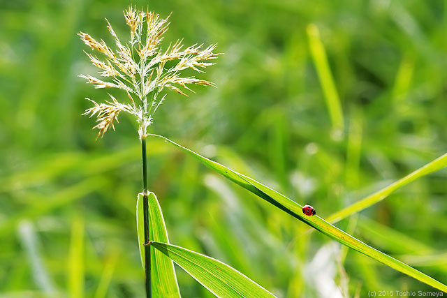 生物農薬参上