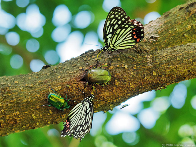 木陰逃げ込みで・・
