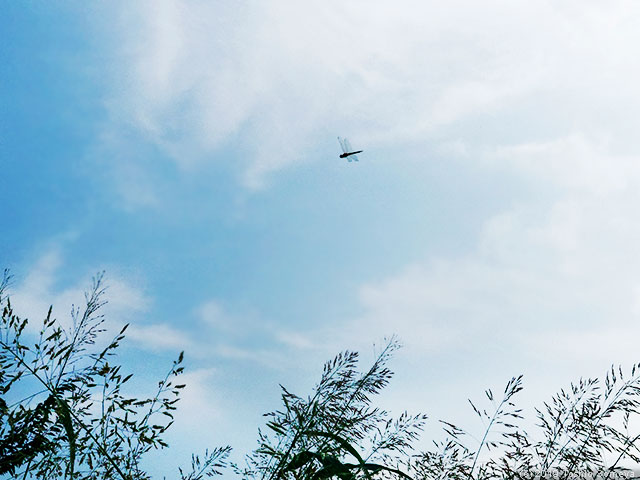 僅かに秋を感じる