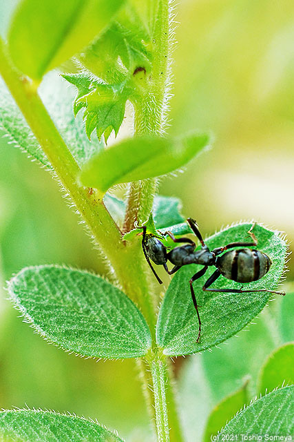 花外蜜腺から吸蜜するアリ