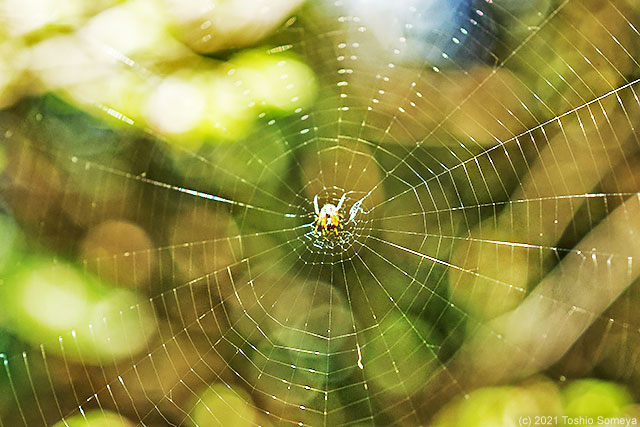 繊細な網を張った小さな蜘蛛
