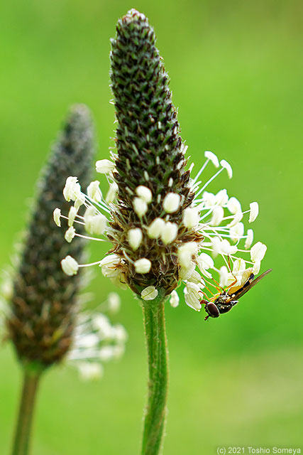 ヘラオオバコの花で吸蜜するアブ