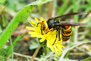 タンポポの花に止まるスズメバチ