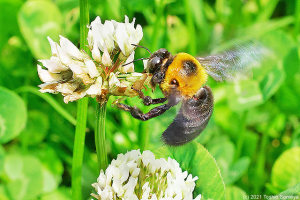 シロツメクサの花に止まるクマバチ
