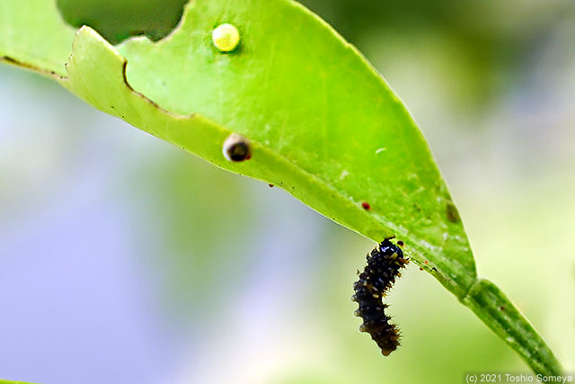 ミカンの葉を食害するナミアゲハ幼虫