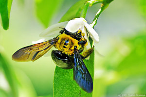 アマナツミカンの花で吸蜜するクマバチ