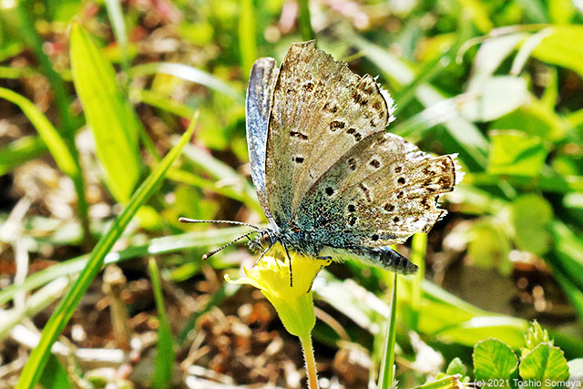 キカタバミの花で吸蜜するヤマトシジミ