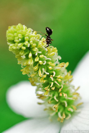 ドクダミの花で食事中のアリ