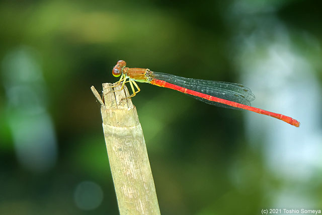 日陰で休むベニイトトンボ