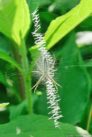 隠れ帯に身を隠す蜘蛛