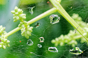 雨滴をびっしり宿した蜘蛛の網