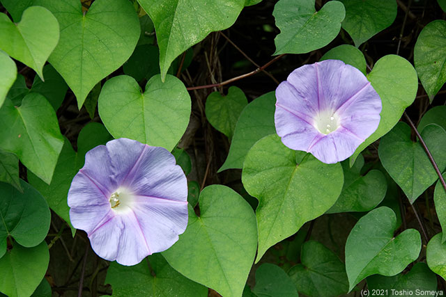 目に爽やかな花二輪