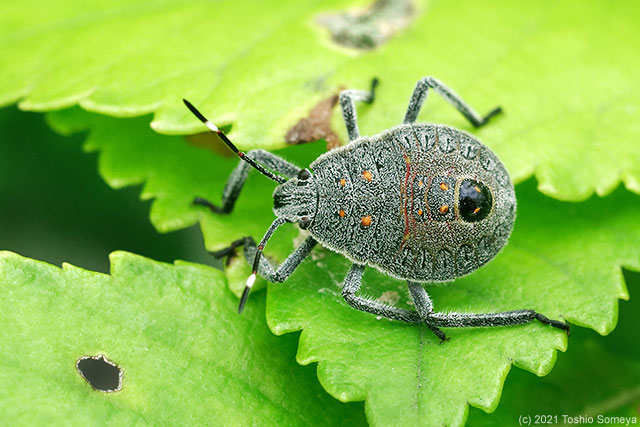 キマダラカメムシの幼虫