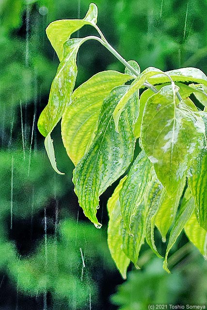 雨に濡れたハナミズキの葉
