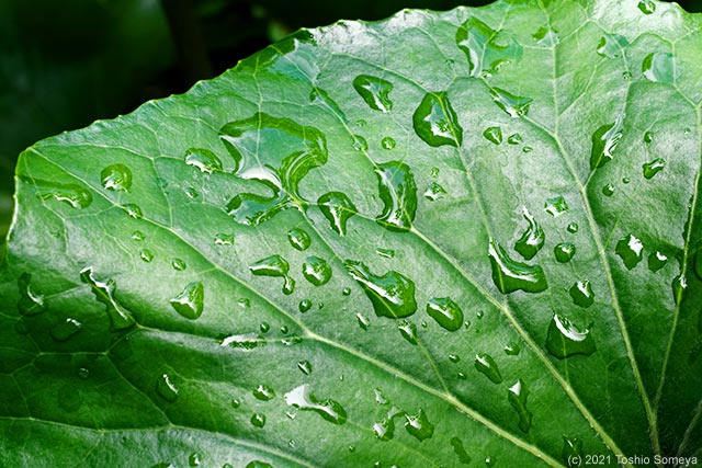 ツワブキの葉上にびっしり