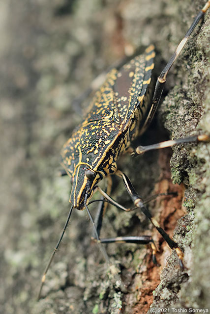 余裕しゃくしゃくで樹液摂取中