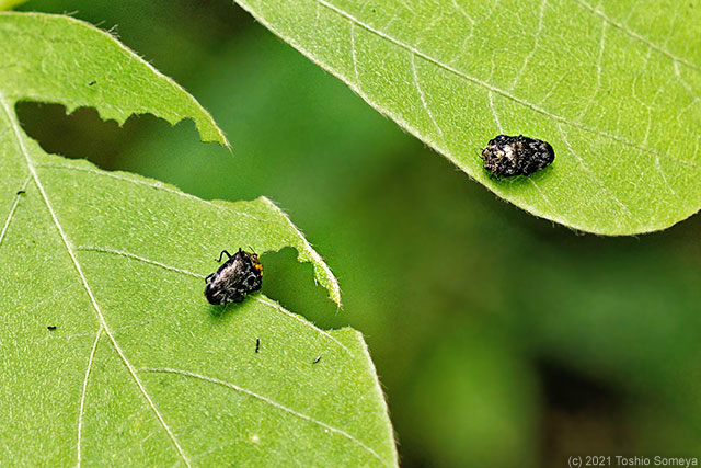 どこから食い始めようか・・