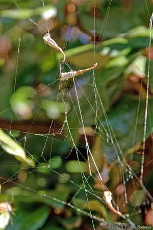 ボロボロに壊れたクモの網