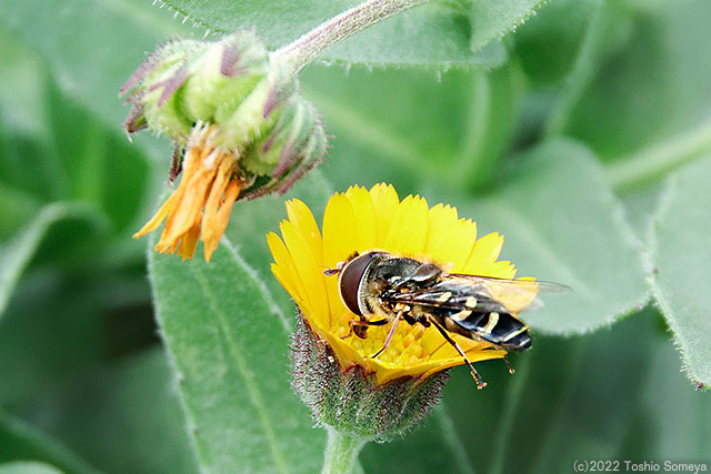 花壇の花で吸蜜するアブ