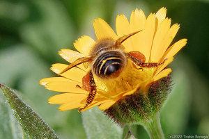 花壇の花で吸蜜するハチ