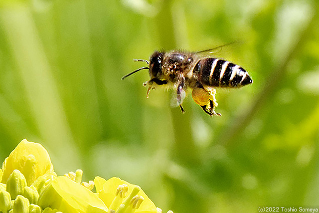 花粉団子を付けたハチ