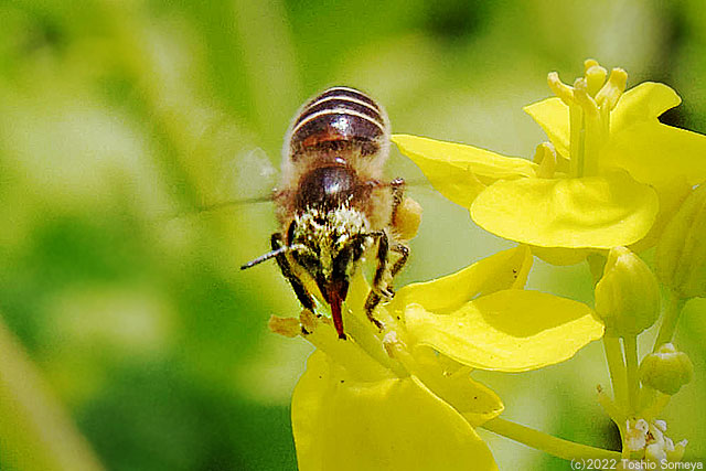 ナノハナで吸蜜するミツバチ