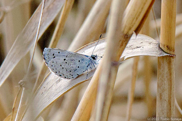 翅休め中のルリシジミ