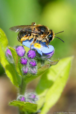 ワスレナグサで吸蜜するミツバチ