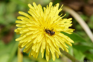 タンポポの花で吸蜜する小さなハチ