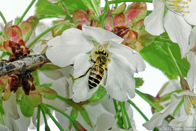 オオシマザクラの花で吸蜜するミツバチ