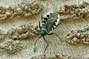 サクラの木で良く目にするヨコヅナサシガメ